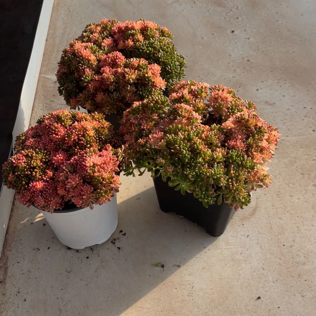 淘多肉小人蔡锦三盒盆