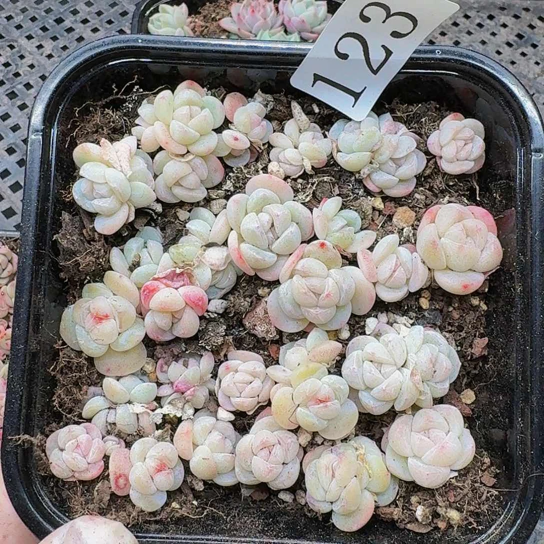 多肉植物多肉植物123