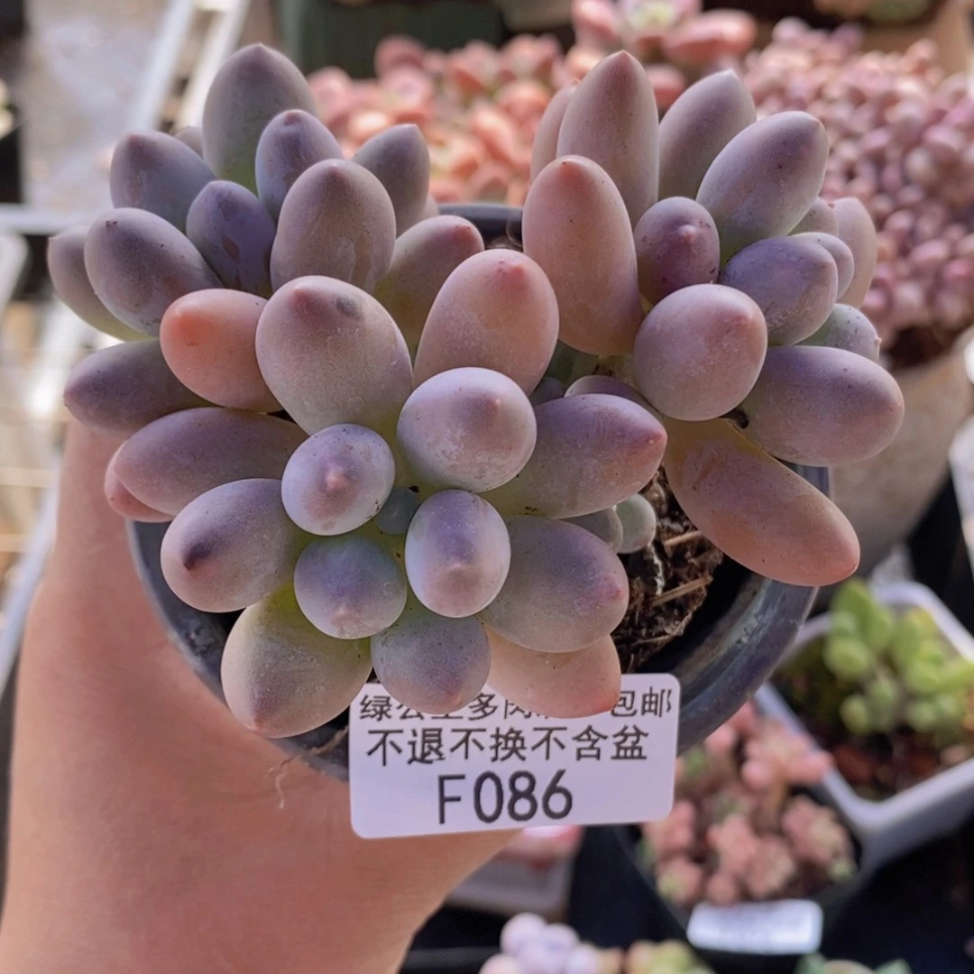 汤圆8cm086多肉酱