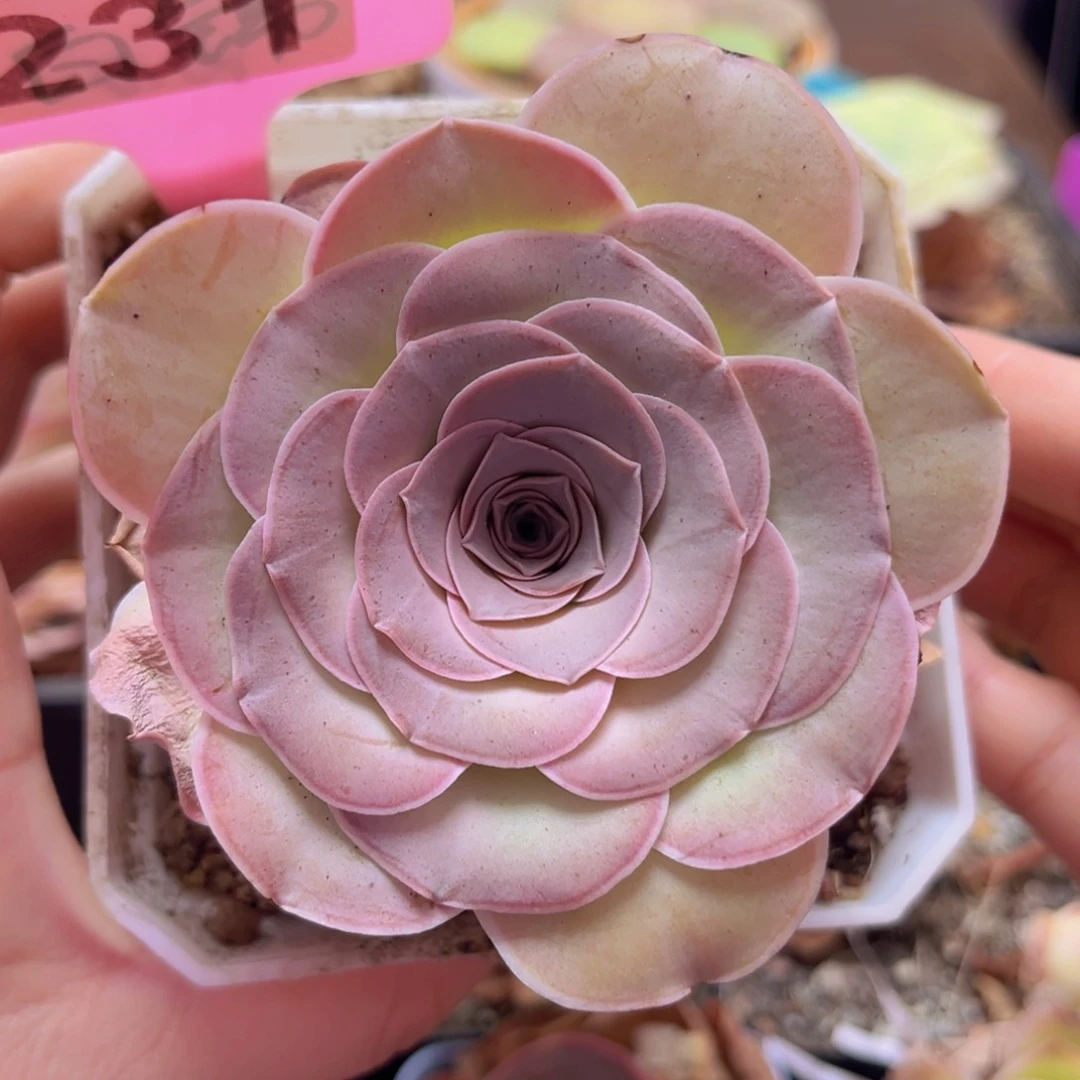 231 绮梦晨光 一物一拍