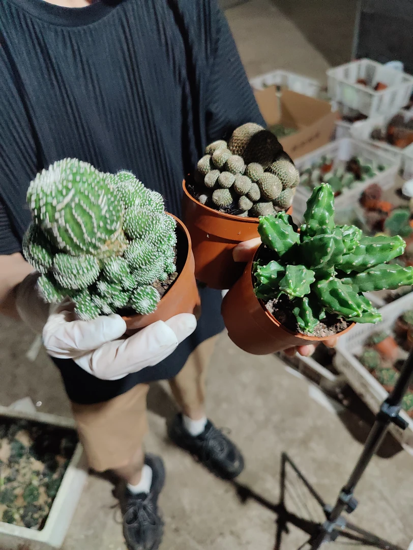 一行园艺【桃太郎1城堡山1多头松露玉】