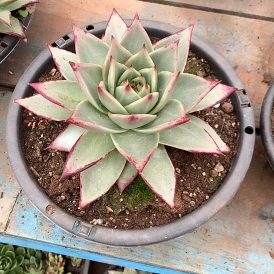 回***枪每周特价活动开始啦