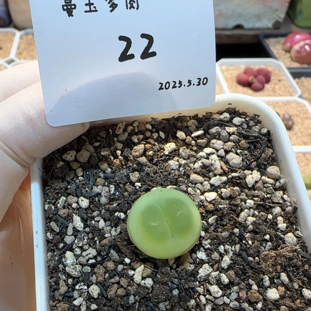 ?*?多肉多肉多肉5.30-022