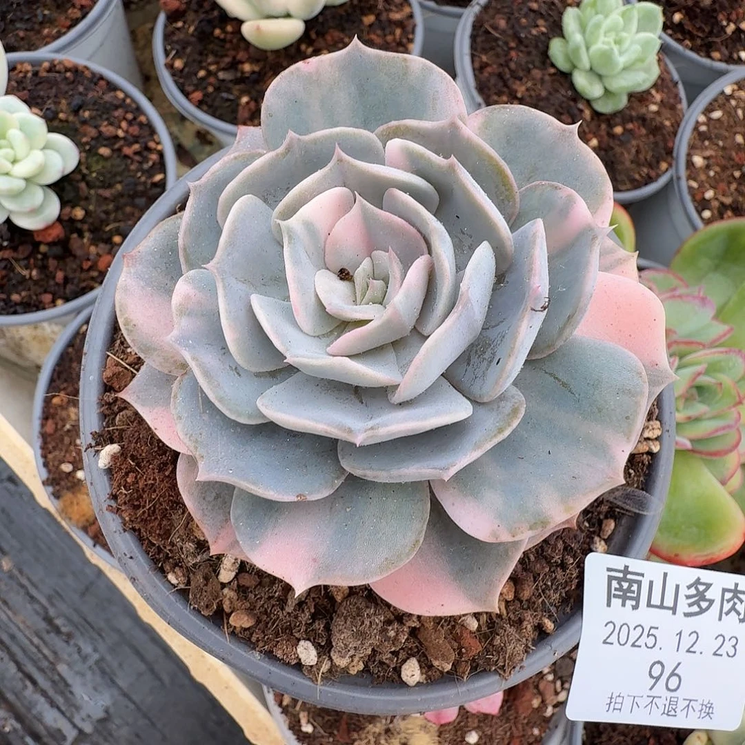 双子座锦111223-96