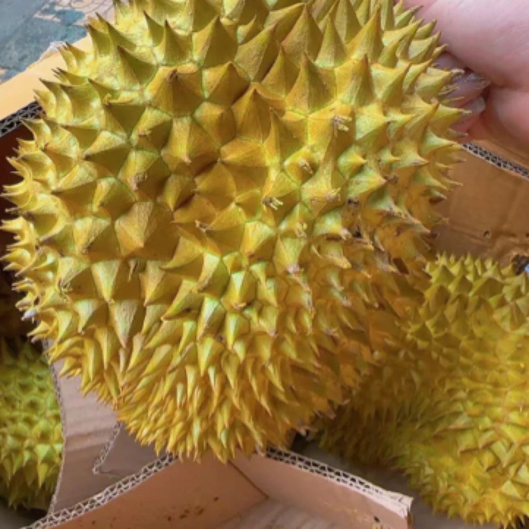 干尧鲜榴莲15.9一斤 核大介意勿拍 干尧泰国东部