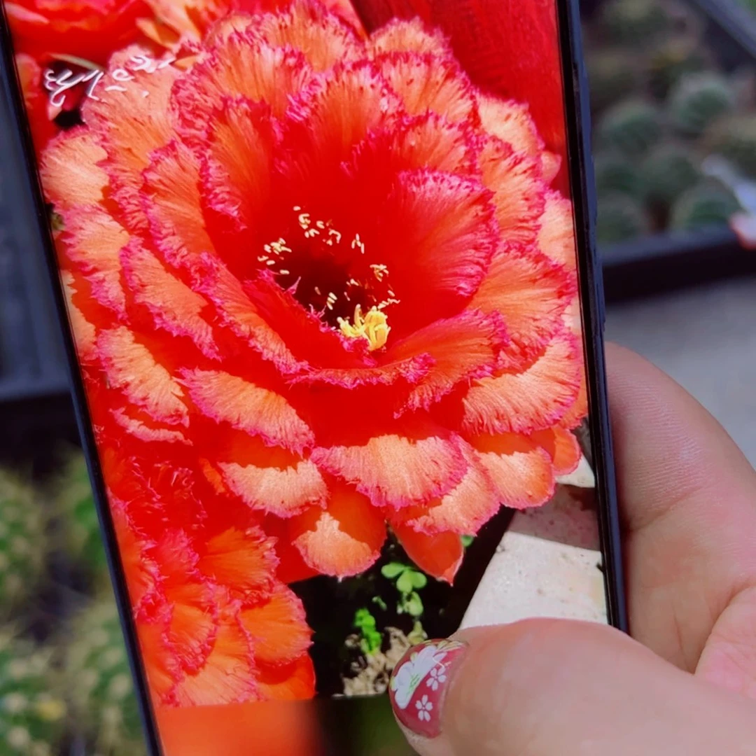 下13毛清清35 歪无根侧芽4公分左右20包邮