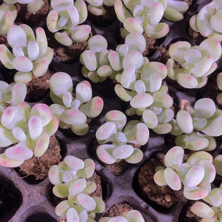 精品四代苹果奶多肉植物