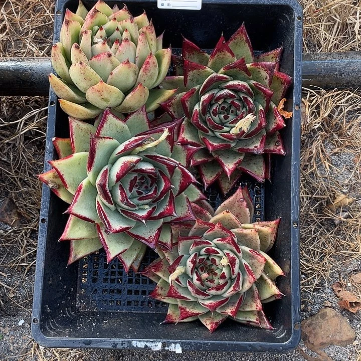 若如东云组拍A580