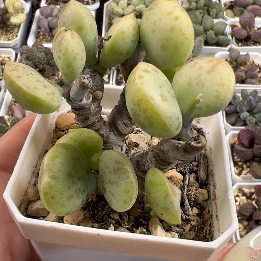 花蛋季节性锦多头纯木质桩多肉植物水泡