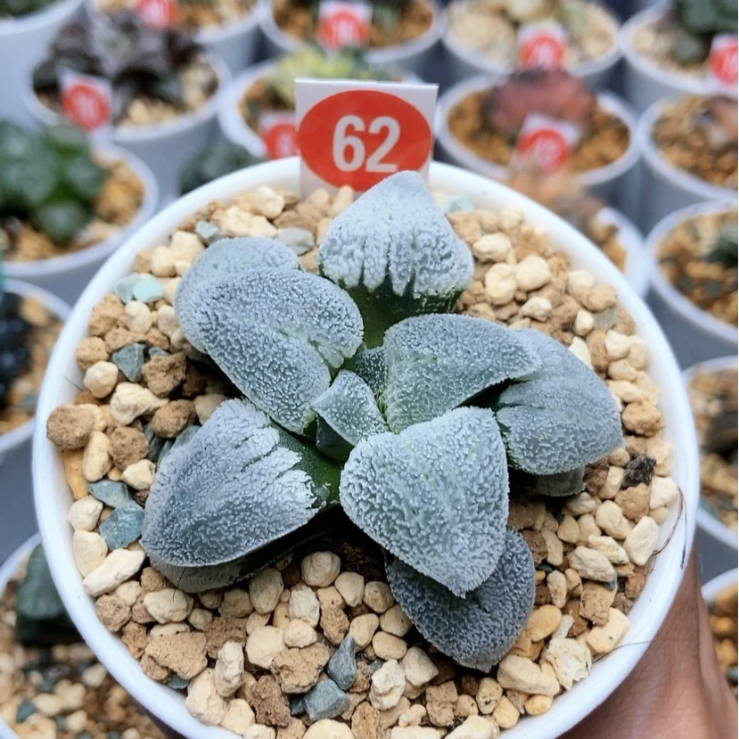 【闪购商品】62铁道白银