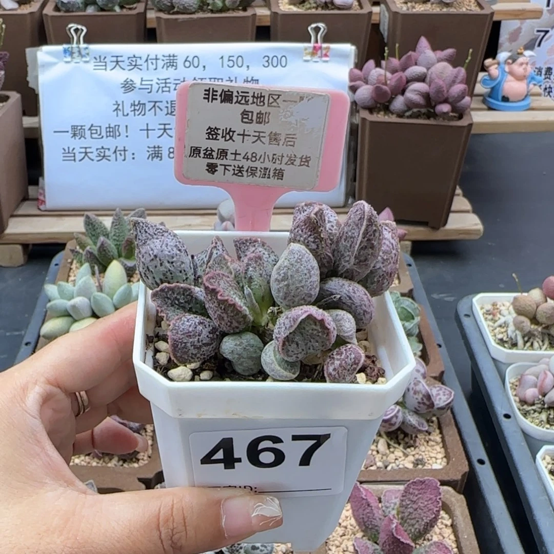 蝶*467草莓多肉植物微瑕
