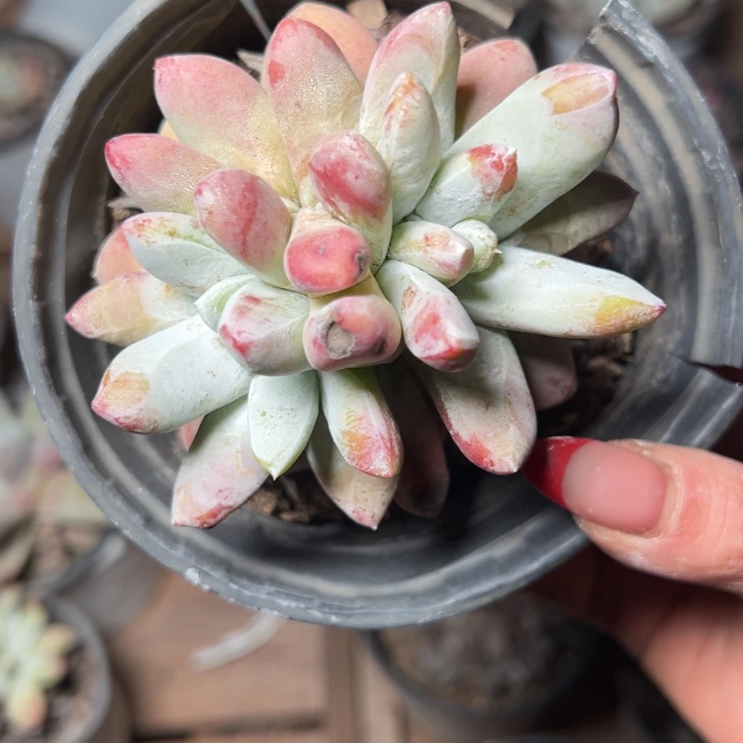 599哈哈哈哈哈哈哈