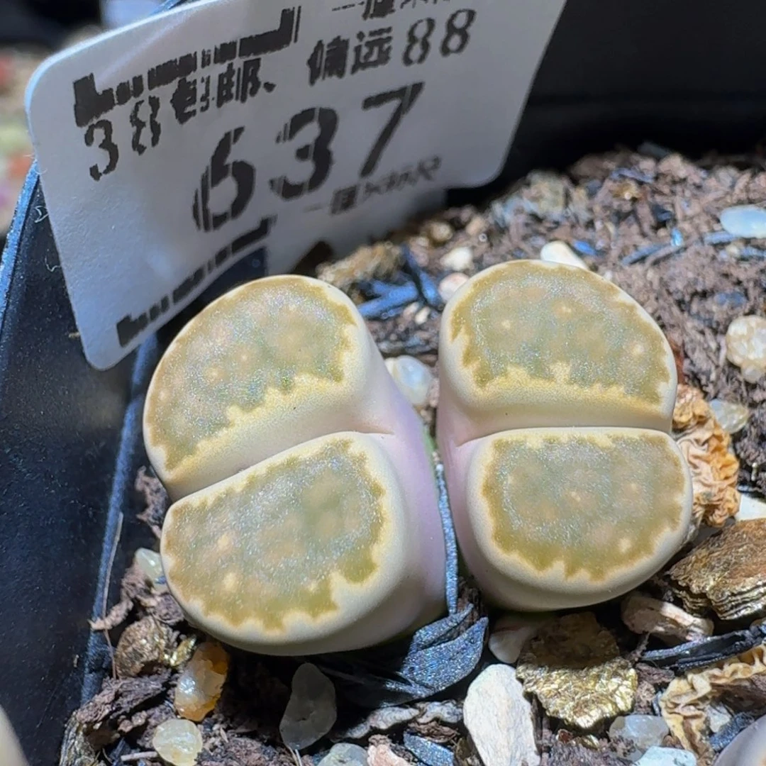 Sssss精品生石花637