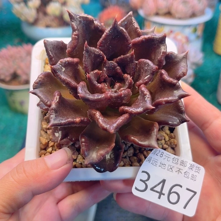 大3467；gdfdggffvvg