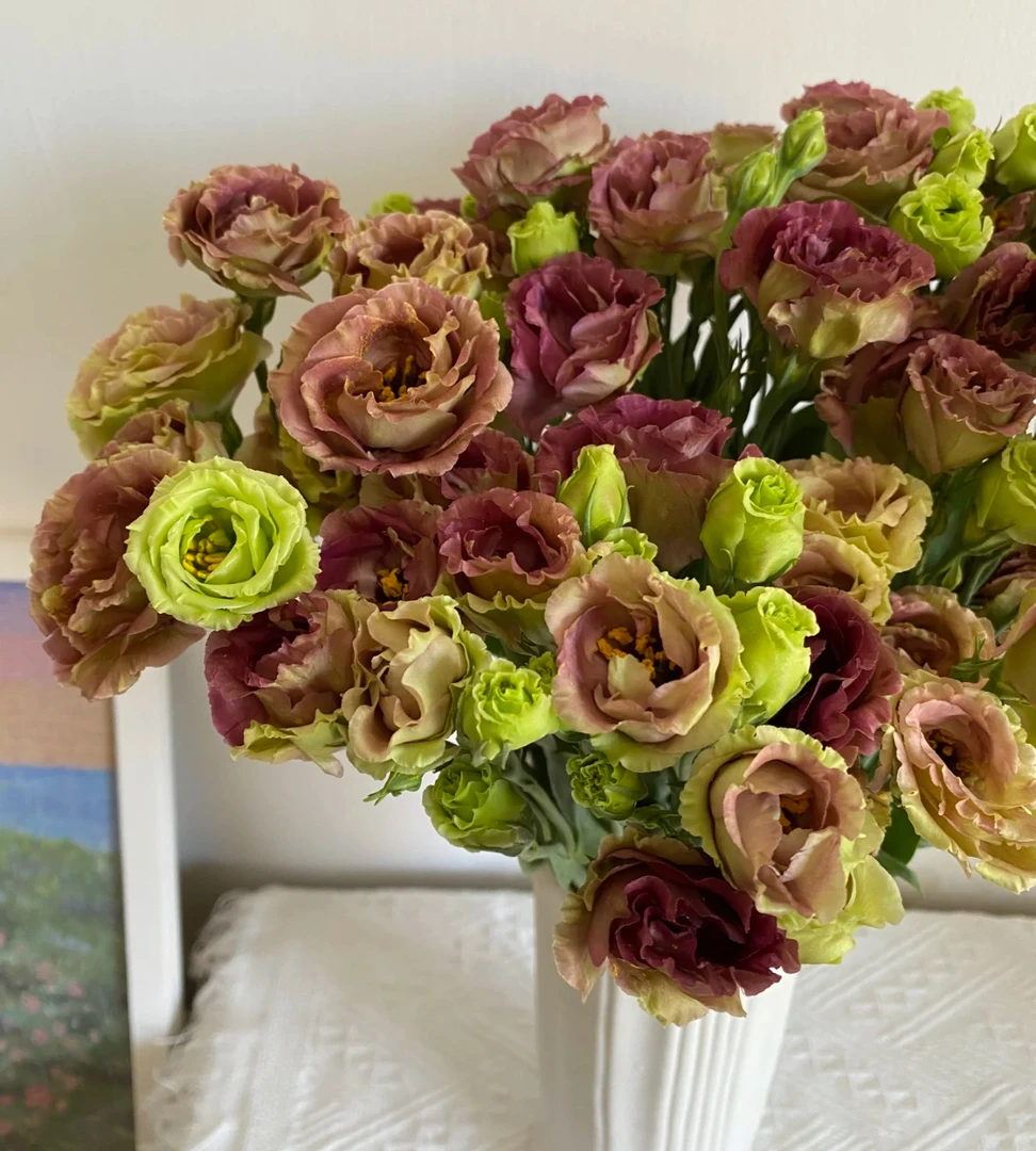 【茶色洋桔梗AK】500-600克 无刺玫瑰|全场任意满两单鲜花包邮