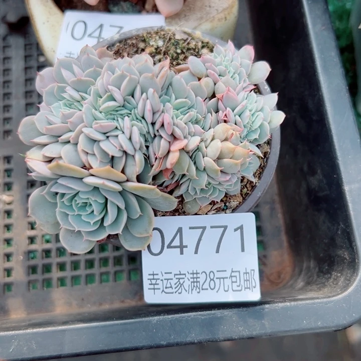 幸运的是你还没幸运