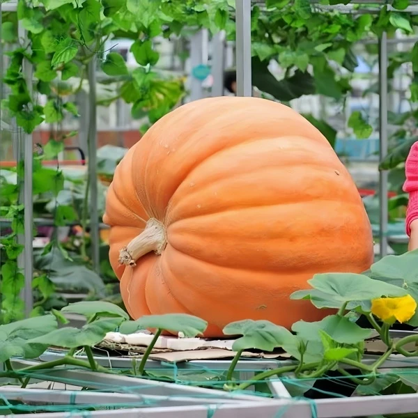 巨型南瓜种子春季必种正宗高产在家小菜园可播正品厂家直销包邮