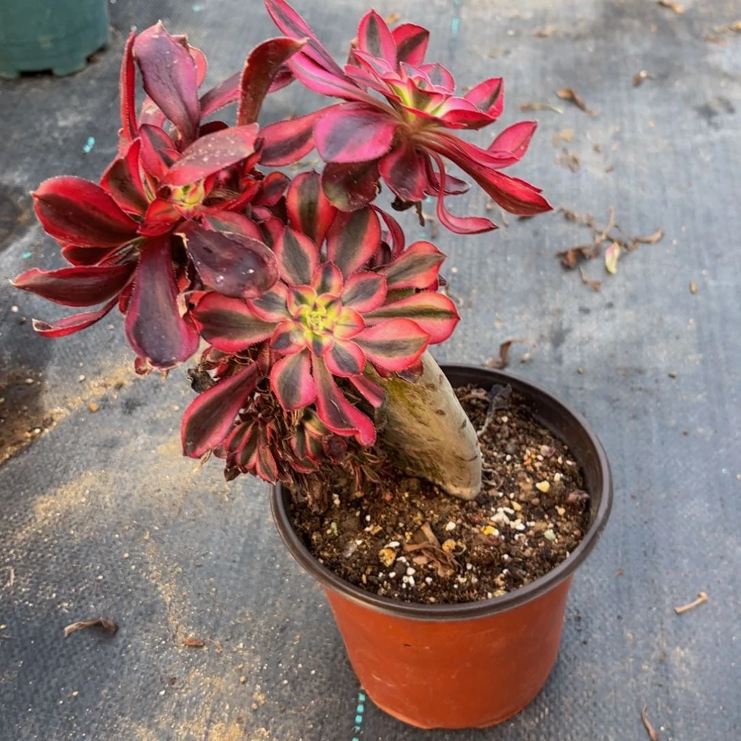 冰*法师法师法师法师