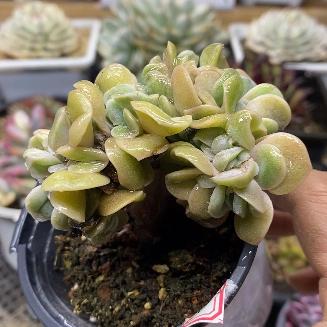 0263 可爱玫瑰缀化