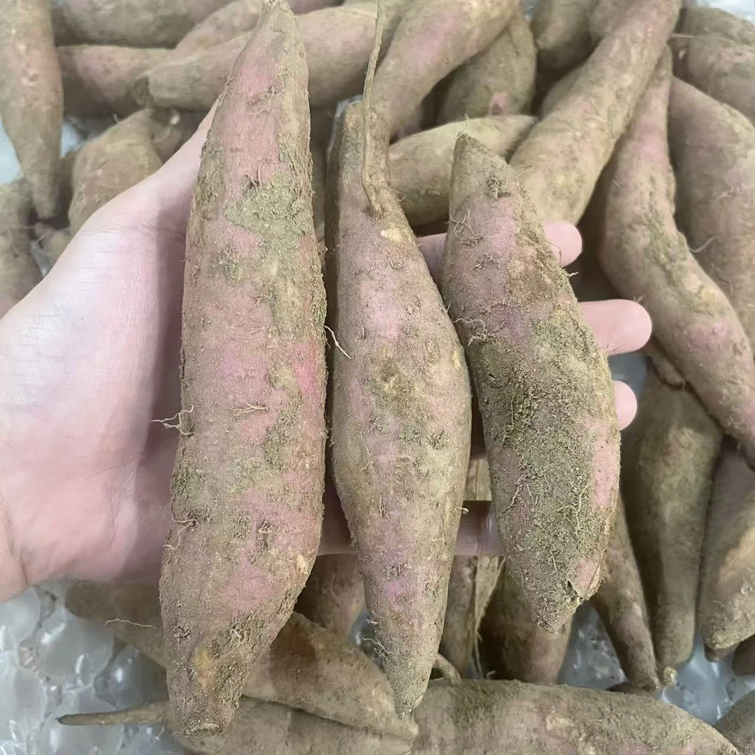 南沙红心番薯5斤装 中小果