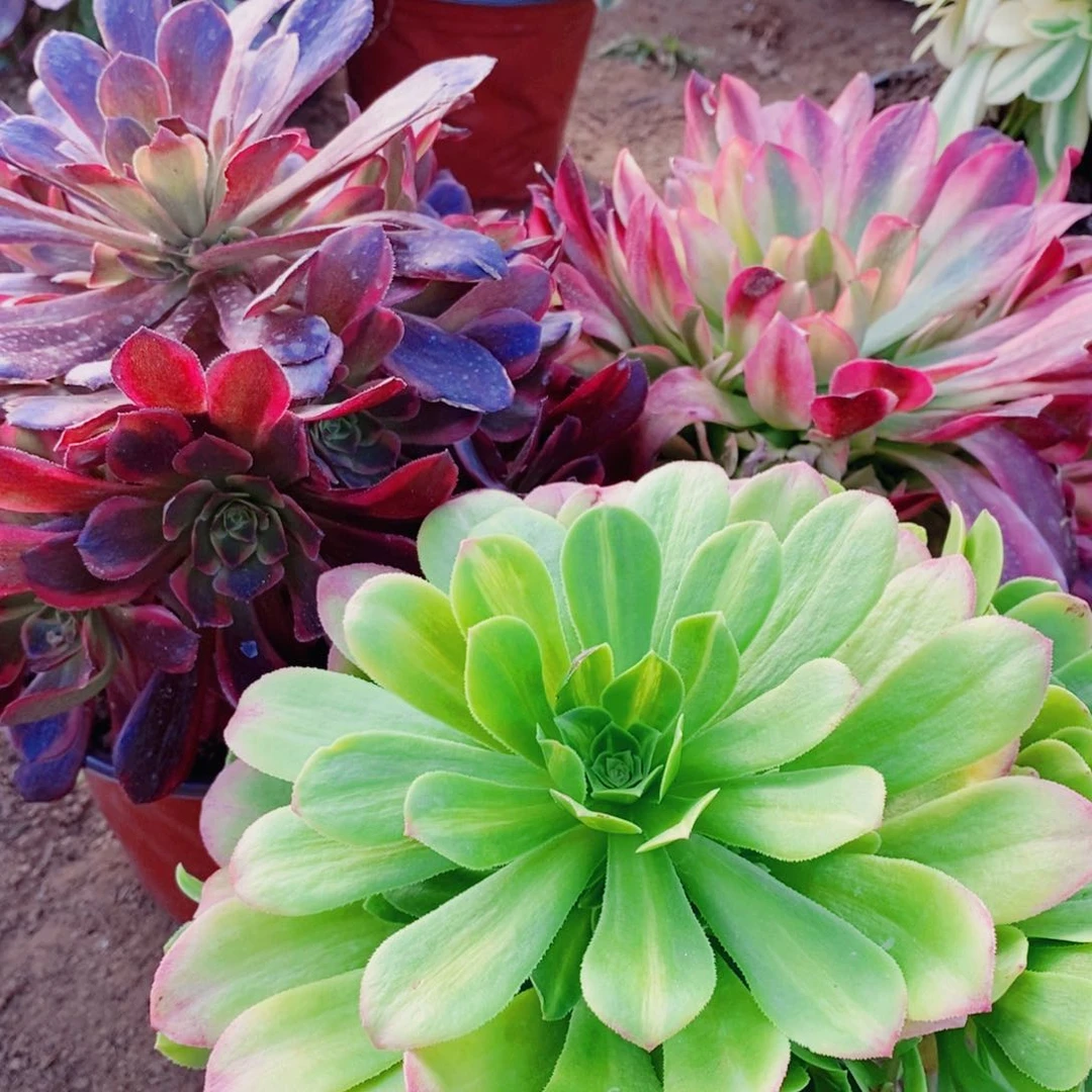 水果糖不知火舞翡翠琉璃