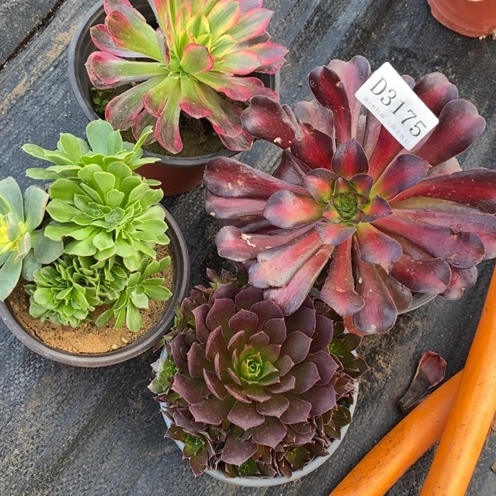 3175水果糖晚霞绿杨蓉火凤凰4颗