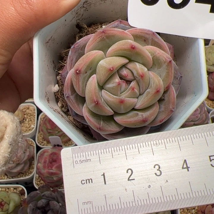 X*094 多肉植物组合