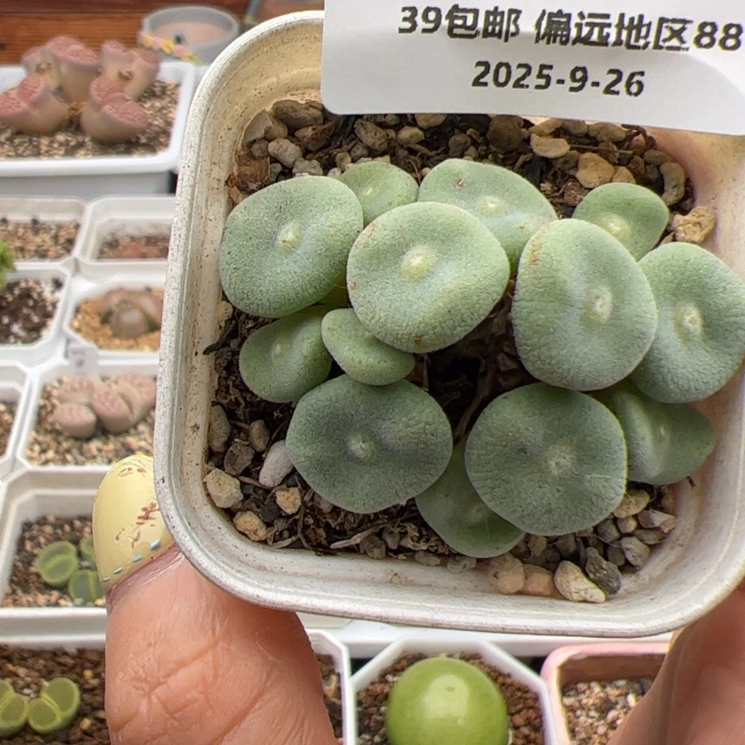 0120号毛饼多肉植物