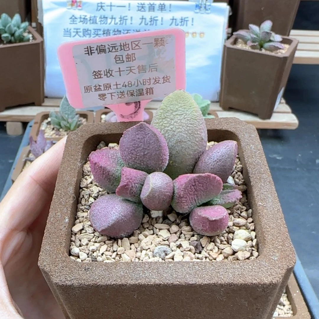 443赛猪肝多肉植物