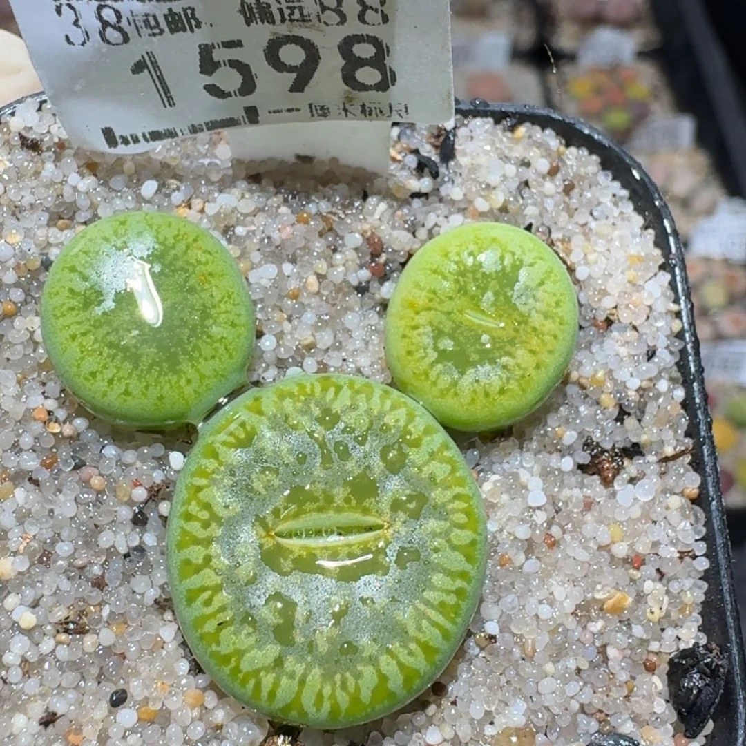 Zzz小黄车里捡漏啦1598
