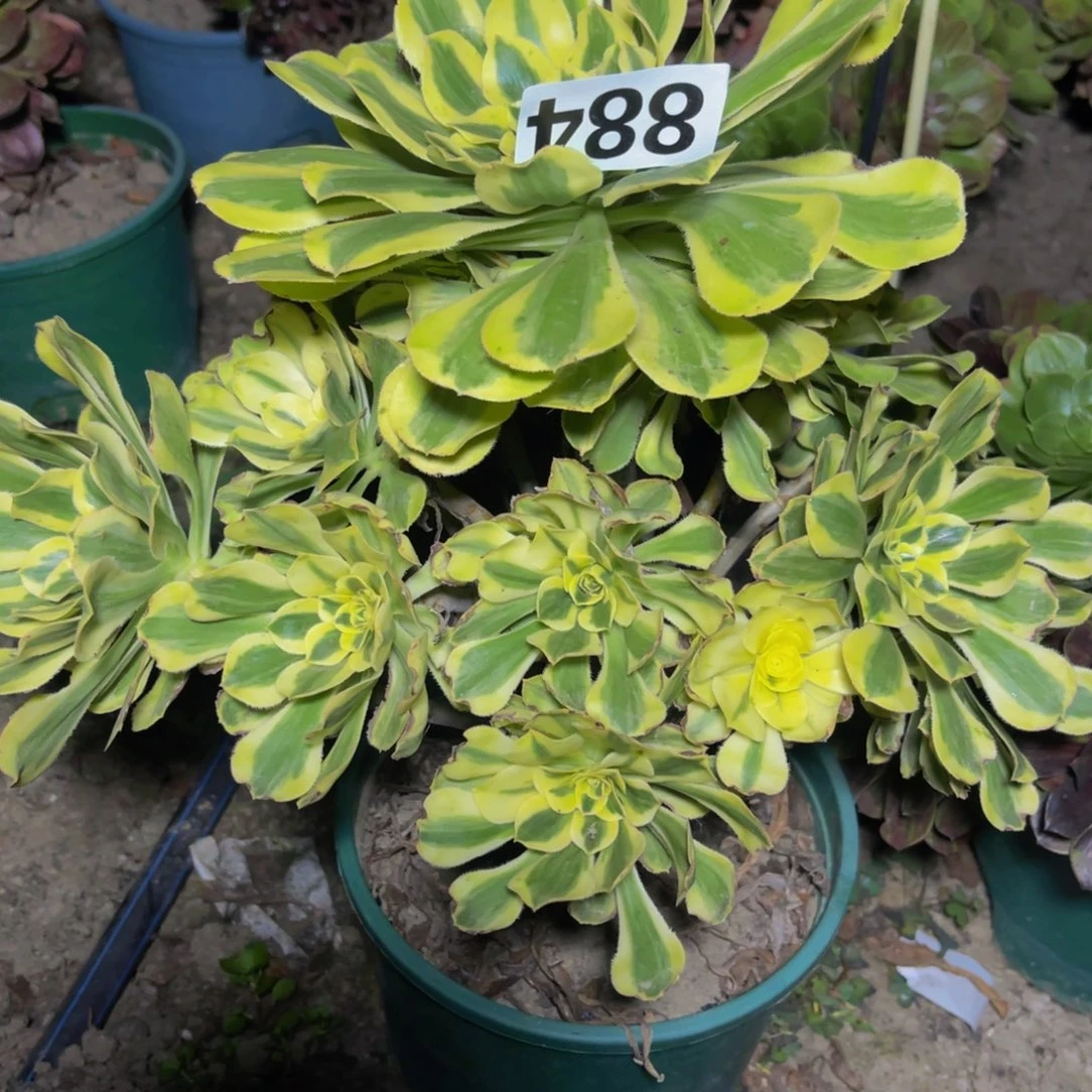 保时捷28//////42