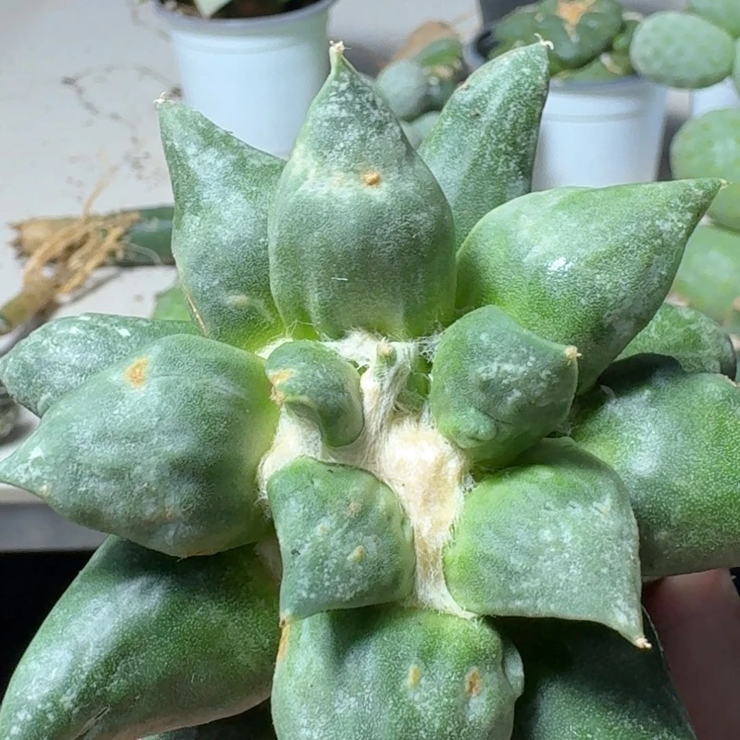 【闪购商品】无花朵幸*5龙尾怒165