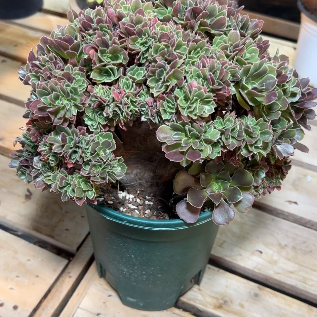 玫瑰缀化老桩朵缀
