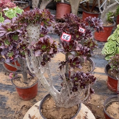 黑法师缀一物一拍