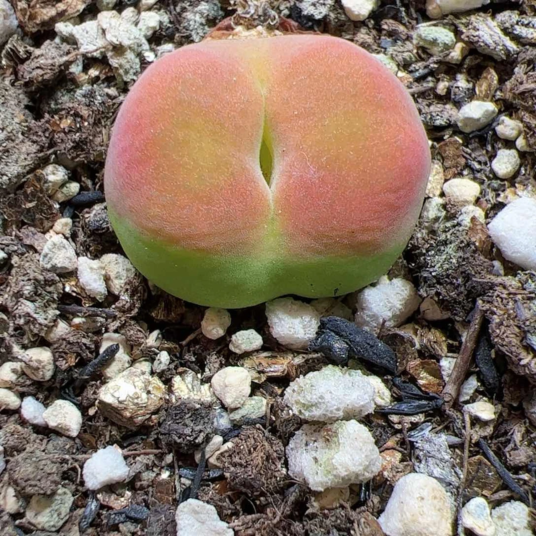 【闪购商品】208 水蜜桃
