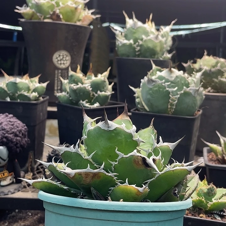 黑鹰88888888888888