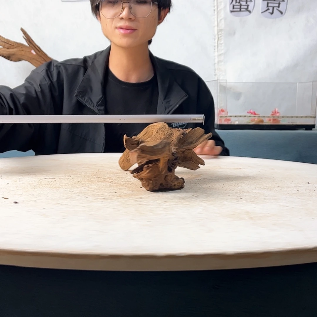 31.19.10 沉木造景爬宠造景