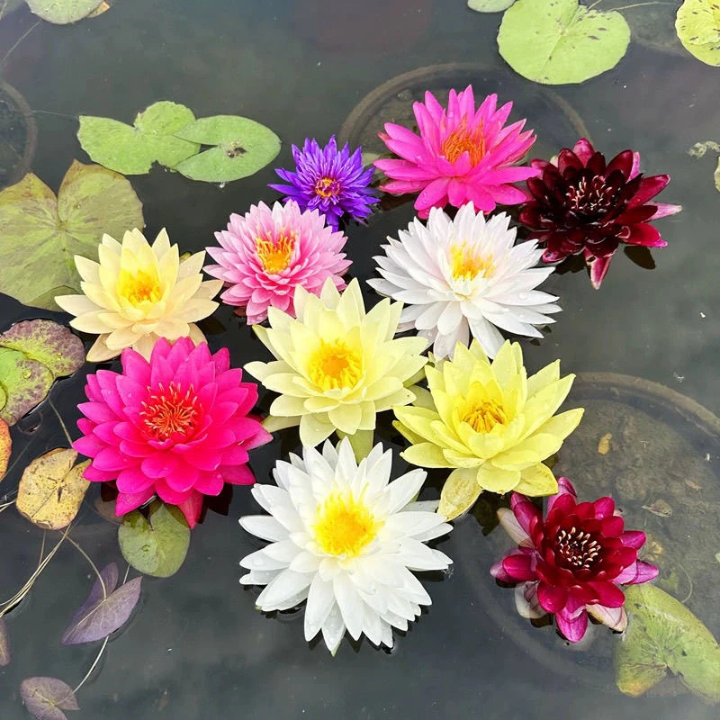 睡莲花池塘水缸浓香大睡莲根块花卉水培四季开花根茎