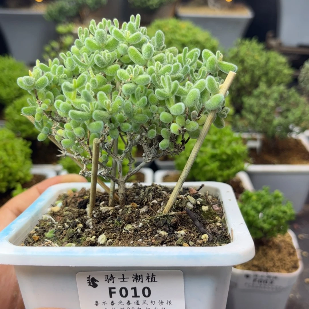 010优选冰晶枝干番杏特