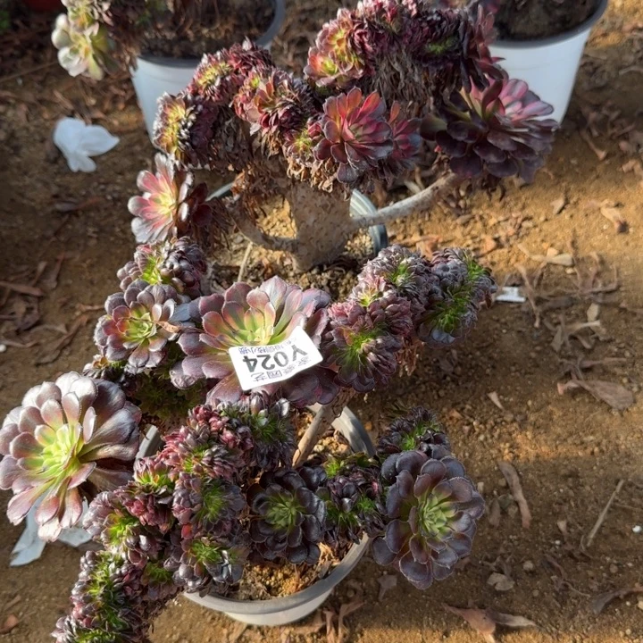 024缀化组合法师2