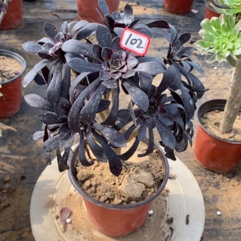 魔法师捧花一物一拍