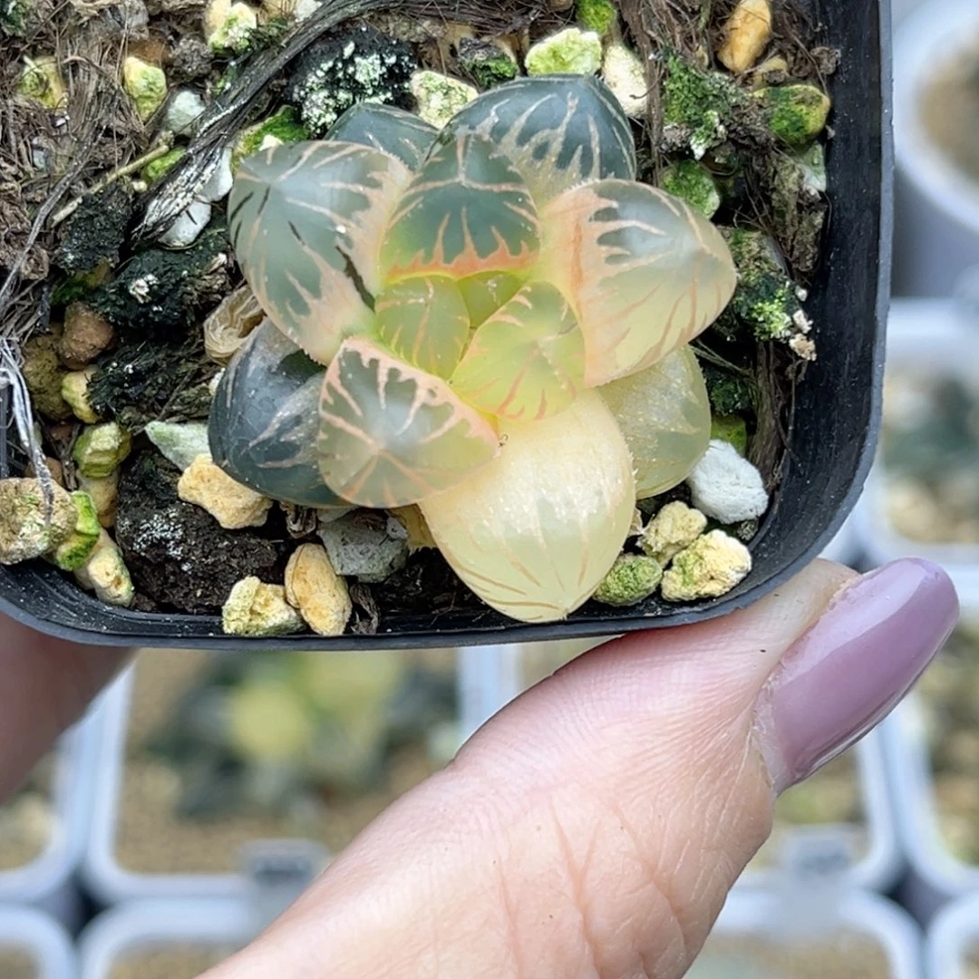 83糊斑龙爪玉露锦福利专场