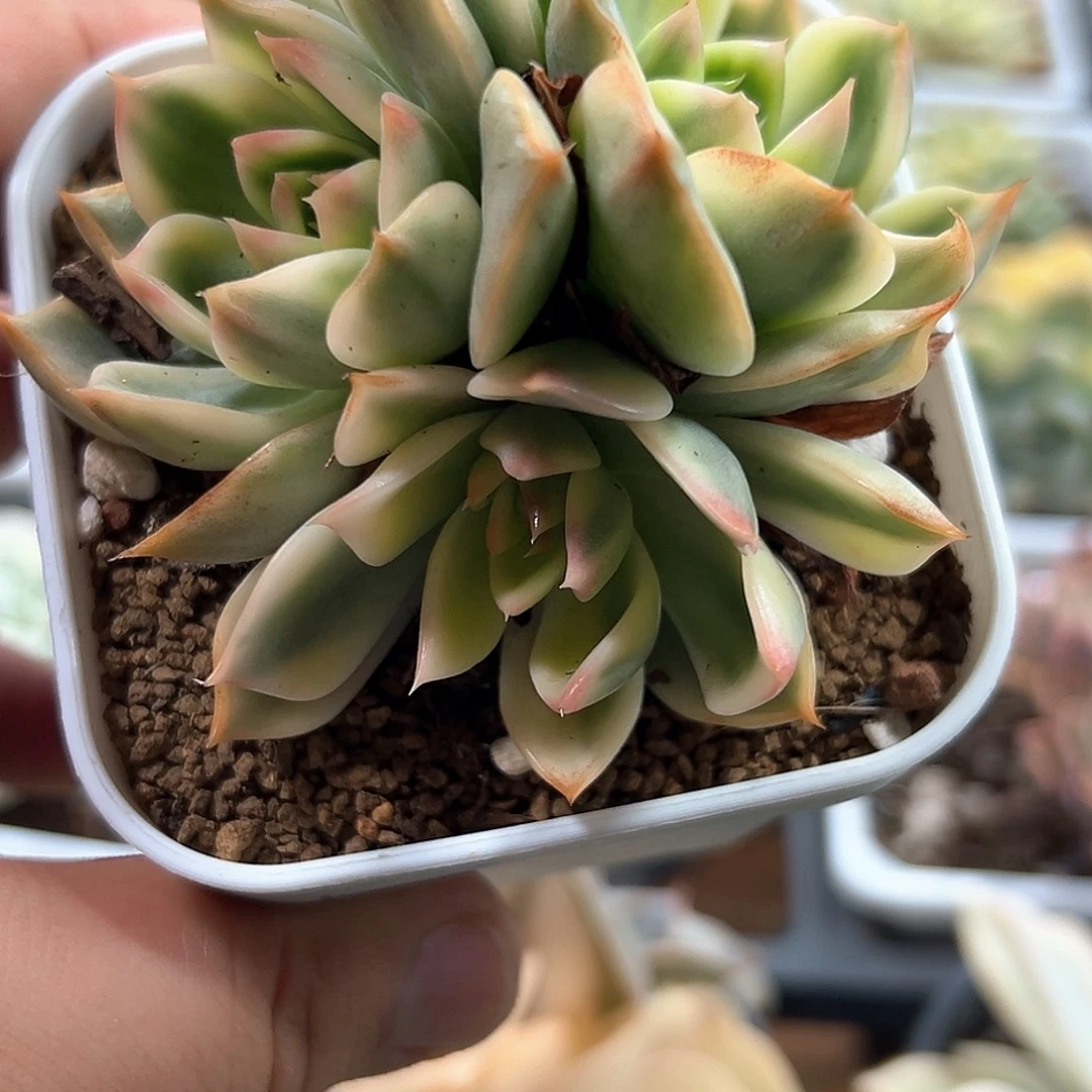 桃花锦 小方花圃一物一拍