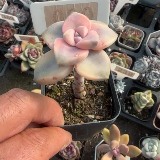 90紫乐锦多肉植物多