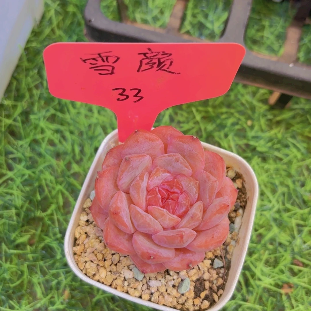 一***@云南金致家精品多肉