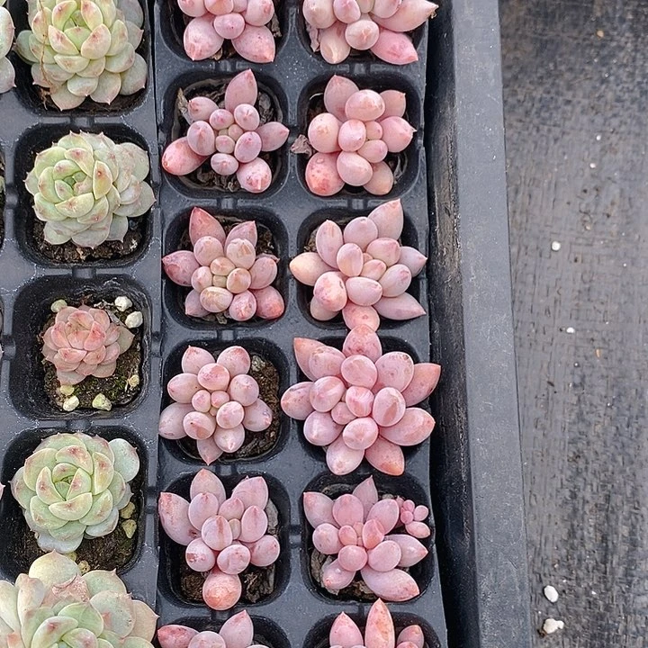 288 多肉植物盆栽花卉植物