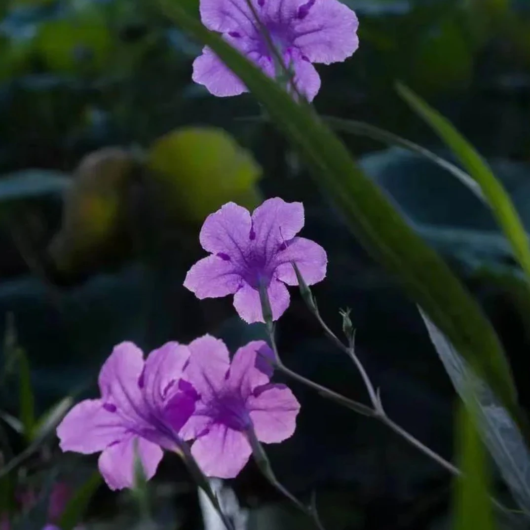 翠芦莉兰花草盆栽植物庭院花境宿根多年生耐热耐寒好养四季开花