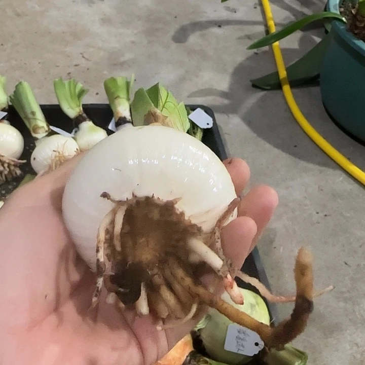 梦中婚礼7cm，裸球发货