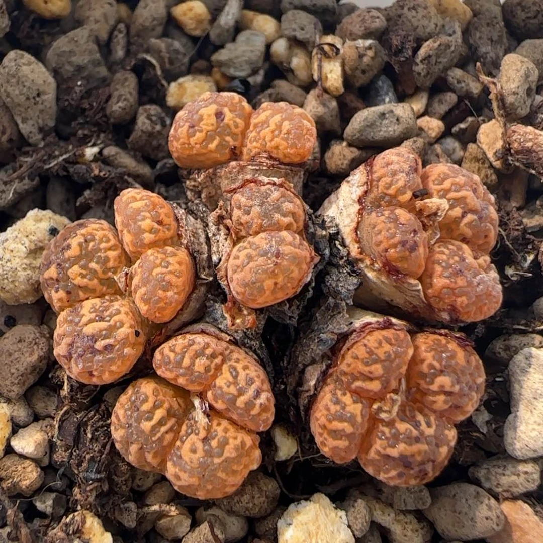 6-12-4-2当天满38包邮暴力橙勋章10头脱土