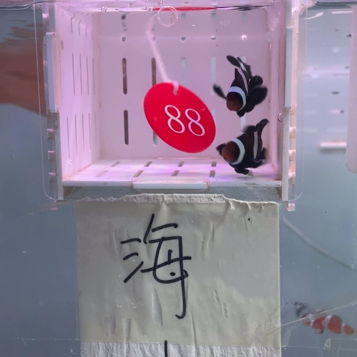 海水鱼微瑕奥黑礼服2条3.5-4